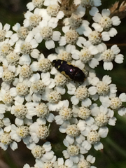 Acmaeodera pulchella