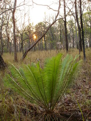 Cycas siamensis