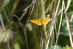 Idaea flaveolaria