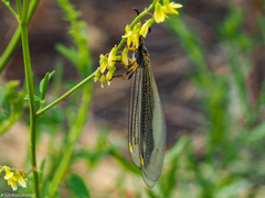 Deutoleon lineatus