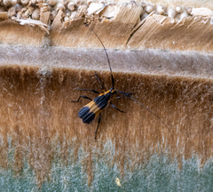 Batesparna platyptera