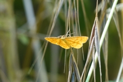 Idaea flaveolaria