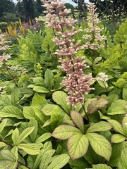 Rodgersia