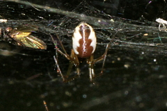 Neriene peltata