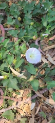 Calystegia macrostegia macrostegia