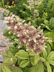 Rodgersia