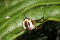 Neriene peltata