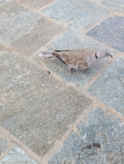 Streptopelia decaocto