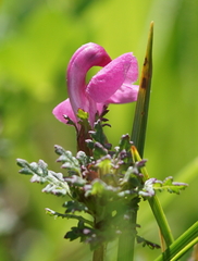 Pedicularis rostratocapitata