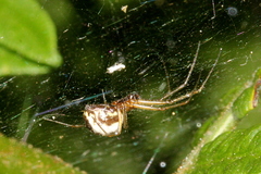 Neriene peltata