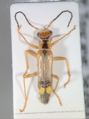 Malthinus seriepunctatus