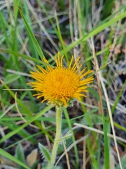 Pentanema montanum