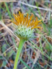 Pentanema montanum