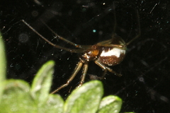 Neriene peltata