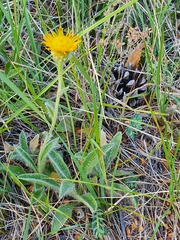 Pentanema montanum