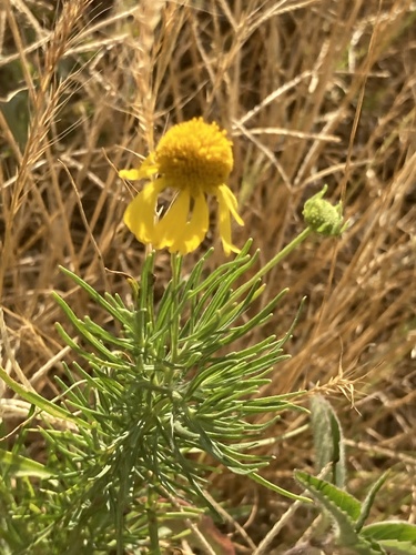 Milenrama amarga