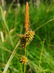 Carex lepidocarpa