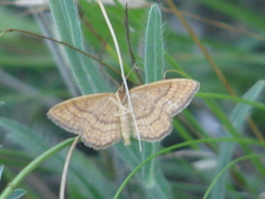 Idaea ochrata