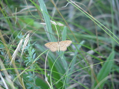 Idaea ochrata