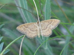 Idaea ochrata
