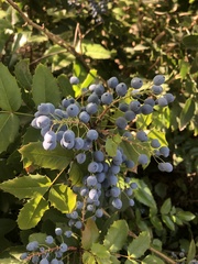 Berberis aquifolium
