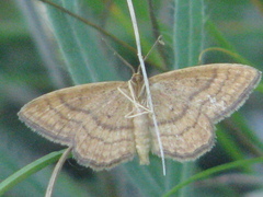 Idaea ochrata