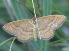 Idaea ochrata