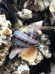 Nucella canaliculata