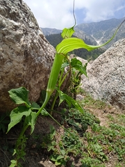 Arisaema jacquemontii