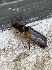 Selonodon