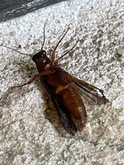 Selonodon