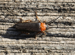 Silis ruficollis
