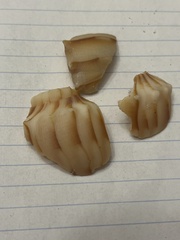 Sinistrofulgur sinistrum