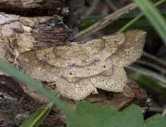 Euchlaena deplanaria