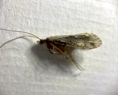 Plectrocnemia conspersa