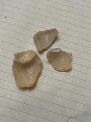 Sinistrofulgur sinistrum