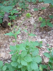 Geum urbanum