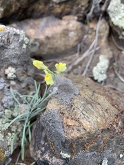 Linaria uralensis