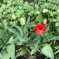 Tulipa