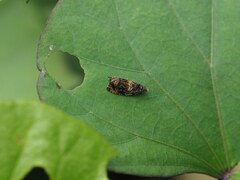 Aterpia flavipunctana