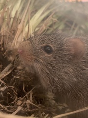 Sigmodon ochrognathus