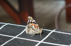 Vanessa indica indica