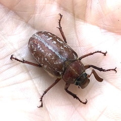 Polyphylla variolosa