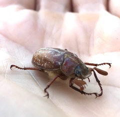 Polyphylla variolosa