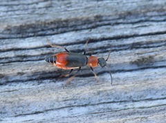 Cerapheles terminatus