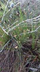 Hypodiscus willdenowia