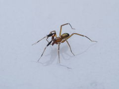 Phrurotimpus borealis