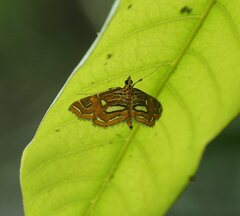 Paracymoriza cataclystalis