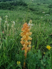 Orobanche lutea