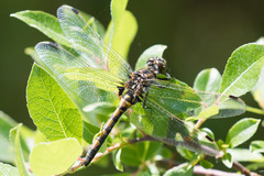 Leucorrhinia borealis